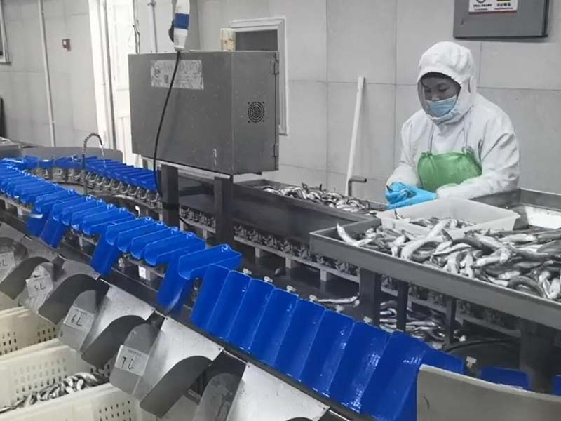 料盒分選機(jī)（白條雞鴨、雞瓜、雞脖、翅中、海參、海蠣子、牡蠣、小龍蝦）